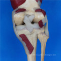 Human Knee Joint Muscle Medical Anatomy Model for Teaching (R040105)